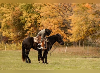 Clydesdale Mestizo, Caballo castrado, 2 años, 160 cm, Negro