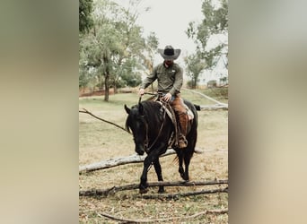 Clydesdale Mestizo, Caballo castrado, 2 años, 160 cm, Negro