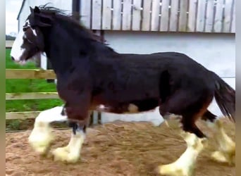 Clydesdale, Caballo castrado, 2 años