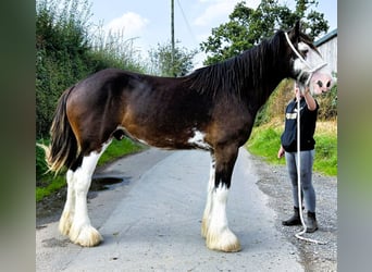 Clydesdale, Caballo castrado, 2 años