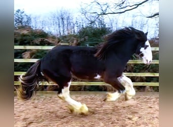 Clydesdale, Caballo castrado, 2 años