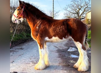 Clydesdale, Caballo castrado, 2 años