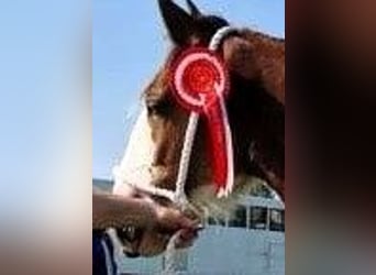 Clydesdale, Caballo castrado, 2 años