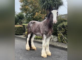 Clydesdale, Caballo castrado, 3 años, 182 cm