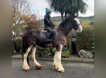 Clydesdale, Caballo castrado, 3 años, 182 cm