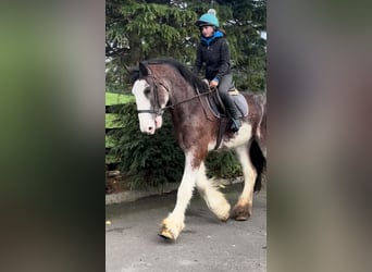 Clydesdale, Caballo castrado, 3 años, 182 cm