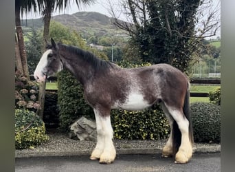 Clydesdale, Caballo castrado, 3 años, 182 cm