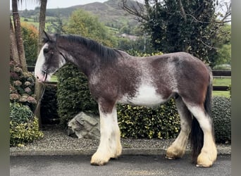 Clydesdale, Caballo castrado, 3 años, 182 cm