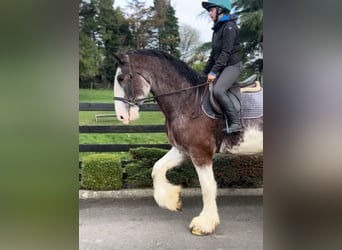 Clydesdale, Caballo castrado, 3 años, 182 cm