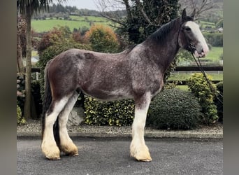 Clydesdale, Caballo castrado, 3 años, 182 cm