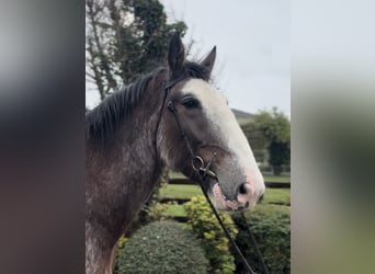 Clydesdale, Caballo castrado, 3 años, 182 cm