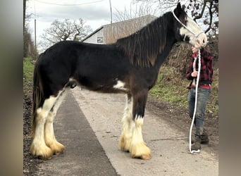 Clydesdale, Caballo castrado, 3 años