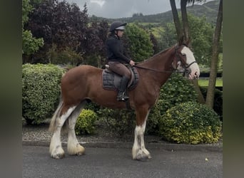 Clydesdale, Caballo castrado, 4 años, 170 cm, Castaño rojizo
