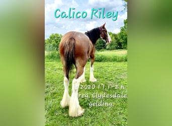 Clydesdale, Caballo castrado, 4 años, 173 cm, Castaño rojizo