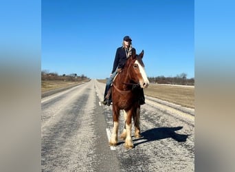 Clydesdale, Caballo castrado, 5 años, 163 cm, Castaño-ruano