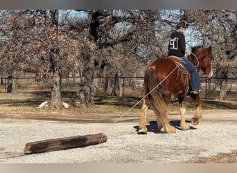 Clydesdale, Caballo castrado, 5 años, 163 cm, Castaño-ruano