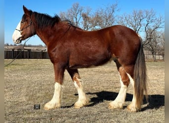 Clydesdale, Caballo castrado, 5 años, 163 cm, Castaño-ruano