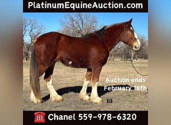 Clydesdale, Caballo castrado, 5 años, 163 cm, Castaño-ruano