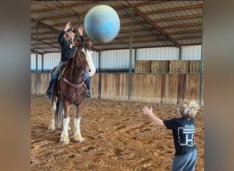 Clydesdale, Caballo castrado, 5 años, 163 cm, Castaño-ruano