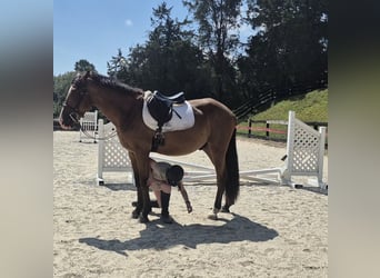 Clydesdale Mestizo, Caballo castrado, 5 años, 165 cm, Castaño rojizo