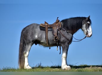 Clydesdale, Caballo castrado, 5 años, 165 cm, Ruano azulado