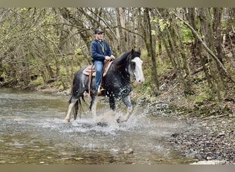 Clydesdale, Caballo castrado, 5 años, 165 cm, Ruano azulado