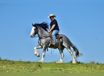 Clydesdale, Caballo castrado, 5 años, 165 cm, Ruano azulado