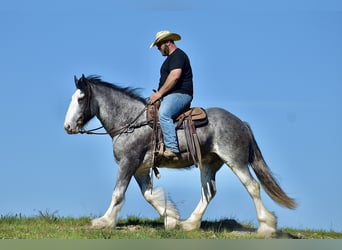 Clydesdale, Caballo castrado, 5 años, 165 cm, Ruano azulado