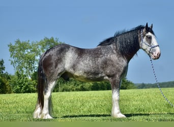 Clydesdale, Caballo castrado, 5 años, 165 cm, Ruano azulado