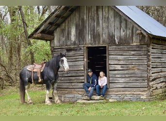 Clydesdale, Caballo castrado, 5 años, 165 cm, Ruano azulado