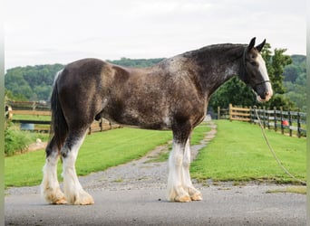 Clydesdale, Caballo castrado, 5 años, Pío