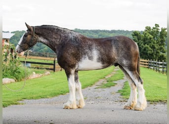 Clydesdale, Caballo castrado, 5 años, Pío