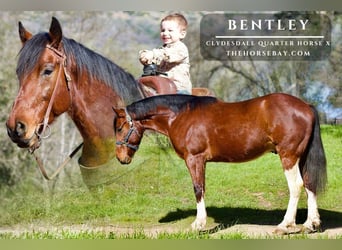Clydesdale Mestizo, Caballo castrado, 6 años, 163 cm, Castaño rojizo