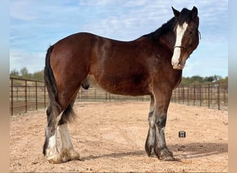 Clydesdale, Caballo castrado, 6 años, 170 cm, Castaño rojizo
