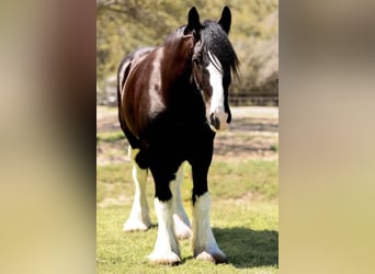 Clydesdale, Caballo castrado, 6 años, 183 cm, Negro