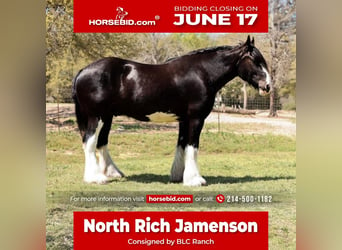 Clydesdale, Caballo castrado, 6 años, 183 cm, Negro