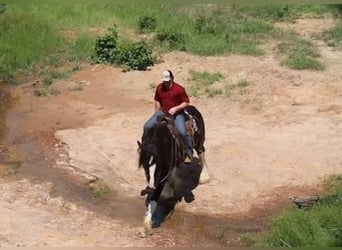 Clydesdale, Caballo castrado, 6 años, 183 cm, Negro