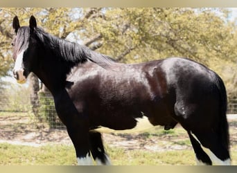 Clydesdale, Caballo castrado, 6 años, 183 cm, Negro