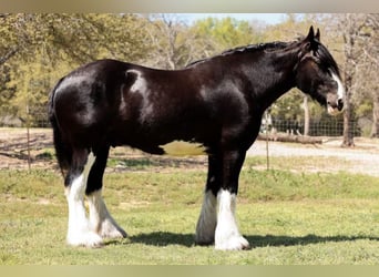 Clydesdale, Caballo castrado, 6 años, 183 cm, Negro