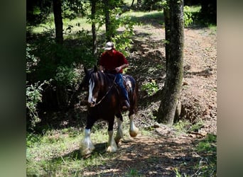 Clydesdale, Caballo castrado, 6 años, 183 cm, Negro