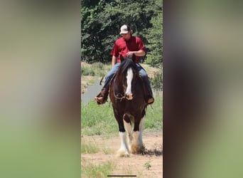 Clydesdale, Caballo castrado, 6 años, 183 cm, Negro