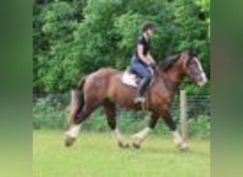 Clydesdale, Caballo castrado, 7 años, 173 cm, Castaño rojizo