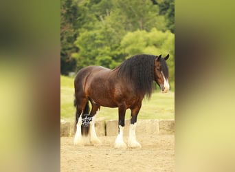 Clydesdale Mestizo, Caballo castrado, 8 años, 163 cm, Castaño oscuro
