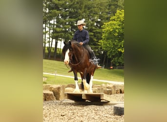 Clydesdale Mestizo, Caballo castrado, 8 años, 163 cm, Castaño oscuro