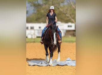 Clydesdale, Caballo castrado, 9 años, 163 cm, Castaño rojizo