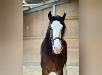 Clydesdale, Caballo castrado, 9 años, 188 cm, Castaño rojizo