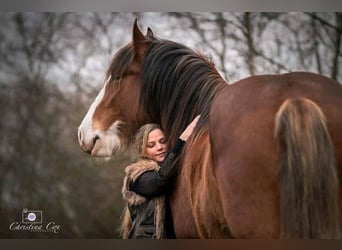 Clydesdale, Castrone, 11 Anni, 176 cm, Baio
