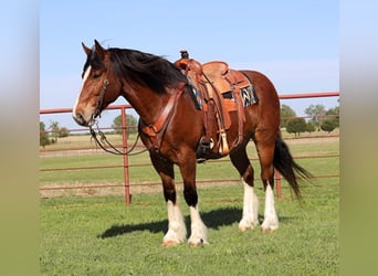 Clydesdale, Castrone, 11 Anni, Baio ciliegia