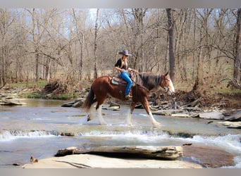 Clydesdale, Castrone, 12 Anni, 173 cm, Sauro ciliegia
