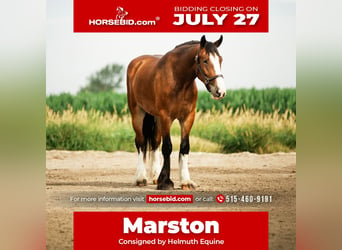 Clydesdale Mix, Castrone, 4 Anni, 163 cm, Baio ciliegia